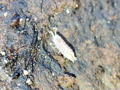 Trichoniscus pygmaeus