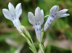 Lobelia flaccida flaccida