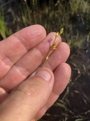 Utricularia juncea