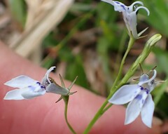 Lobelia flaccida flaccida