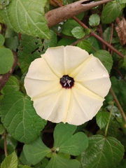 Ipomoea obscura