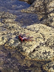 Grapsus adscensionis