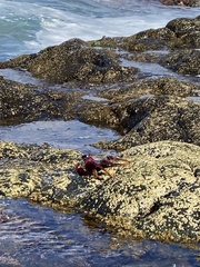 Grapsus adscensionis