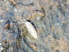 Trichoniscus pygmaeus