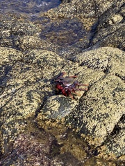 Grapsus adscensionis