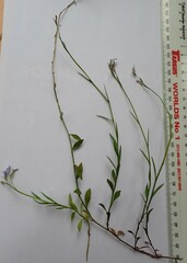 Lobelia flaccida flaccida