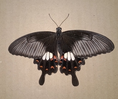Papilio polytes