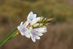 Thereianthus ixioides