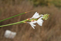 Thereianthus ixioides