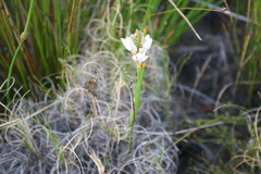 Thereianthus ixioides