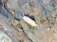 Trichoniscus pygmaeus