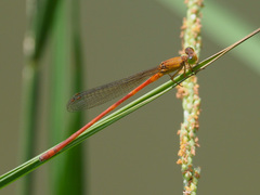 Ceriagrion