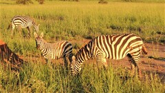 Equus quagga borensis