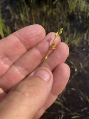 Utricularia juncea