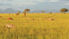 Equus quagga borensis