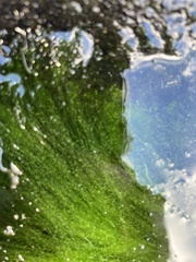 Ulvaceae