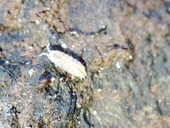 Trichoniscus pygmaeus