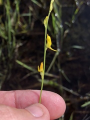 Utricularia juncea