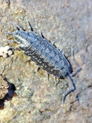 Porcellionides cingendus