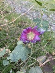 Alcea