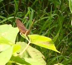 Rapala pheretima sequeira