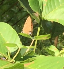 Rapala pheretima sequeira