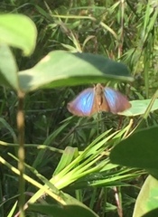 Rapala pheretima sequeira