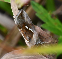 Macdunnoughia confusa