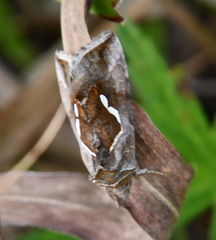 Macdunnoughia confusa