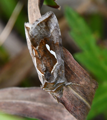 Macdunnoughia confusa