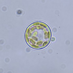 Coscinodiscales
