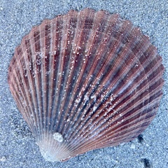 Mimachlamys asperrima