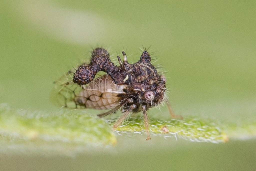 Cyphonia claviger