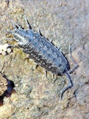 Porcellionides cingendus