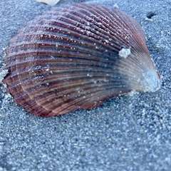 Mimachlamys asperrima