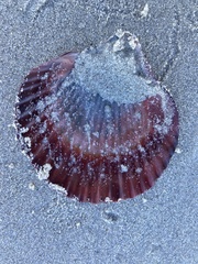 Mimachlamys asperrima