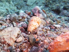 Conus tessulatus