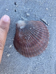 Mimachlamys asperrima