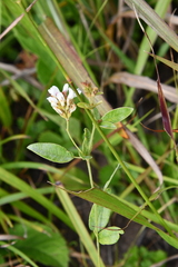 Lespedeza tomentosa