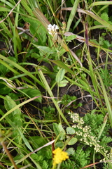 Lespedeza tomentosa