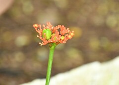 Jatropha podagrica