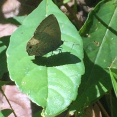 Anthene emolus goberus