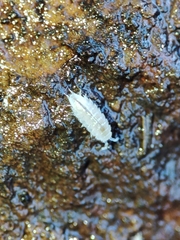 Trichoniscus pygmaeus