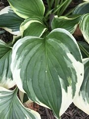Hosta