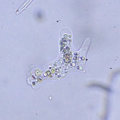 Amoebidae