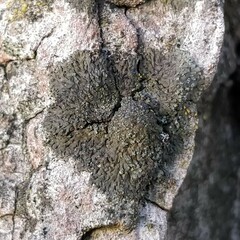 Hyperphyscia adglutinata