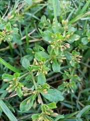 Glinus oppositifolius