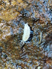 Trichoniscus pygmaeus