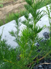 Artemisia capillaris