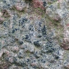 Opegrapha